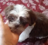 Boo Male 1, a male Shih Tzu for sale in Ashland, AL – Photo 4 of 5