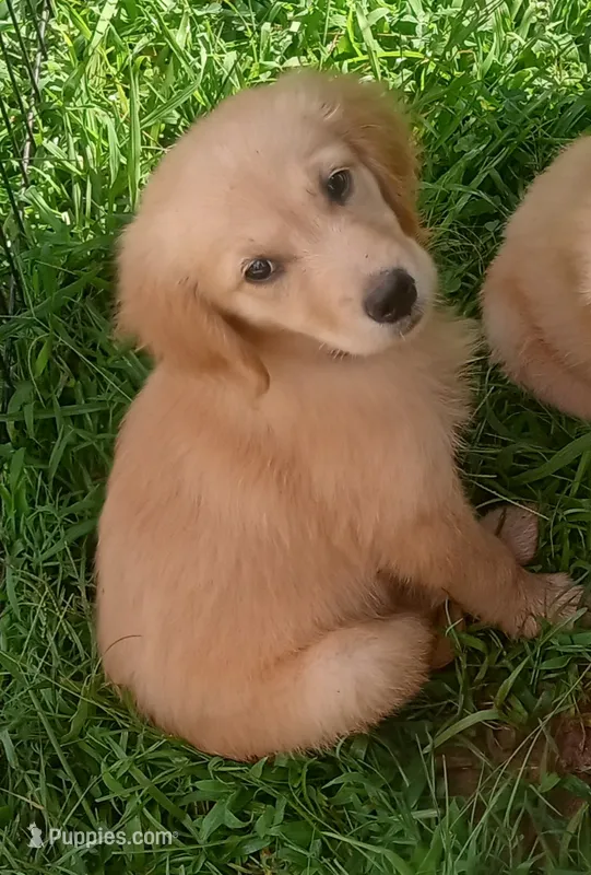 April Female 1 – Golden Retriever puppy for sale in Ashland, AL