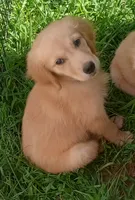 April Female 1, a female Golden Retriever for sale in Ashland, AL – 1 of 4