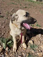 Rambo, a male Anatolian Shepherd Dog for sale in Golden, CO – Photo 2 of 5
