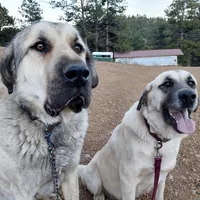 Black Boy, a male Anatolian Shepherd Dog for sale in Golden, CO – Photo 3 of 3