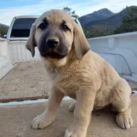 Black Boy, a male Anatolian Shepherd Dog for sale in Golden, CO – Photo 1 of 3