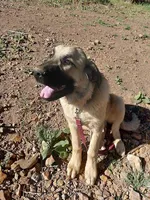 Rambo, a male Anatolian Shepherd Dog for sale in Golden, CO – Photo 1 of 5