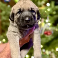 Black Boy, a male Anatolian Shepherd Dog for sale in Golden, CO – Photo 2 of 3