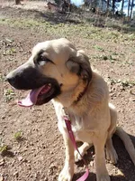 Ruby, a female Anatolian Shepherd Dog for sale in Golden, CO – Photo 2 of 4