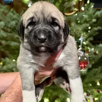 Pink Girl, a female Anatolian Shepherd Dog for sale in Golden, CO – Photo 1 of 2