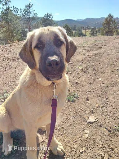 Ruby – Anatolian Shepherd Dog puppy for sale in Golden, CO