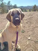 Ruby, a female Anatolian Shepherd Dog for sale in Golden, CO – Photo 1 of 4