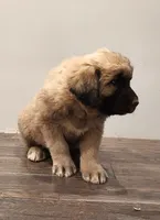 Green Boy, a male Anatolian Shepherd Dog for sale in Golden, CO – Photo 2 of 4