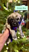 Green Boy, a male Anatolian Shepherd Dog for sale in Golden, CO – Photo 3 of 4