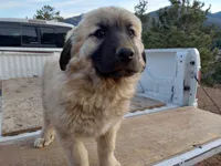Green Boy, a male Anatolian Shepherd Dog for sale in Golden, CO – Photo 1 of 4