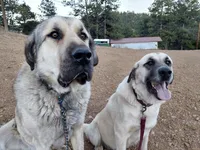 Green Boy, a male Anatolian Shepherd Dog for sale in Golden, CO – Photo 4 of 4