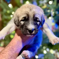 Orange Boy, a male Anatolian Shepherd Dog for sale in Golden, CO – Photo 3 of 6