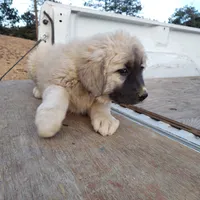 Orange Boy, a male Anatolian Shepherd Dog for sale in Golden, CO – Photo 5 of 6