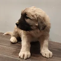 Orange Boy, a male Anatolian Shepherd Dog for sale in Golden, CO – Photo 2 of 6
