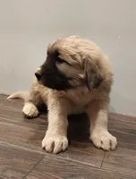 processed/9af6d4d0-d327-439f-815a-e202ca820b4b/listing/efbfd64a-b374-4f78-8b7a-5c18c6016657/99550727-409f-4779-81c5-413e32623c86