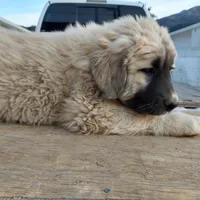 Orange Boy, a male Anatolian Shepherd Dog for sale in Golden, CO – Photo 1 of 6