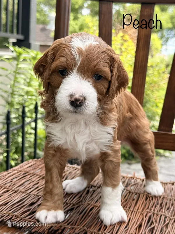Peach – Miniature Bernedoodle puppy for sale in Hallock, MN