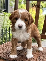 Peach, a female Miniature Bernedoodle for sale in Hallock, MN – 1 of 1