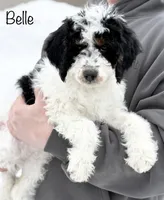 Belle, a female Miniature Bernedoodle for sale in Hallock, MN – Photo 1 of 2