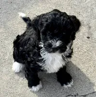Aurora, a female Bernedoodle for sale in Hallock, MN – Photo 3 of 4