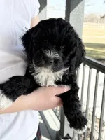 Aurora, a female Bernedoodle for sale in Hallock, MN – Photo 2 of 4