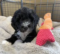 Aurora, a female Bernedoodle for sale in Hallock, MN – Photo 4 of 4