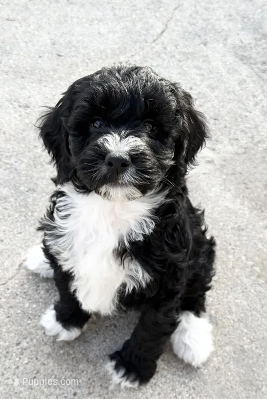 Aurora – Bernedoodle puppy for sale in Hallock, MN