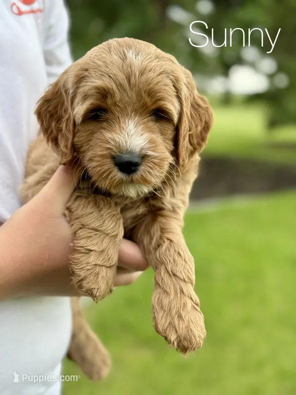 Sunny – Goldendoodle puppy for sale in Hallock, MN