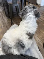 Ace, a male Bernedoodle for sale in Hallock, MN – Photo 3 of 3