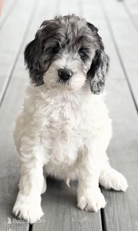 Ace – Bernedoodle puppy for sale in Hallock, MN