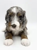 Arlo, a male Bernedoodle for sale in Hallock, MN – Photo 2 of 2