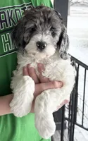 Ace, a male Bernedoodle for sale in Hallock, MN – Photo 2 of 3