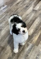 Java, a female Bernedoodle for sale in Hallock, MN – Photo 3 of 3