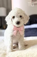 Tia, a female Goldendoodle for sale in Hallock, MN – 1 of 1