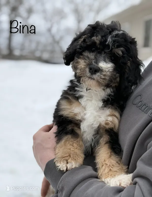 Bina