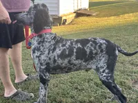 Sully, a male Poodle - Multi-Colored Standard and Poodle - Standard  for sale in Hertford, NC – 1 of 3