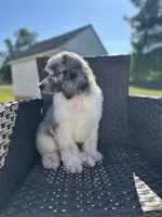 Son of Sully, a male Poodle - Multi-Colored Standard and Poodle - Standard  for sale in Hertford, NC – 4 of 4