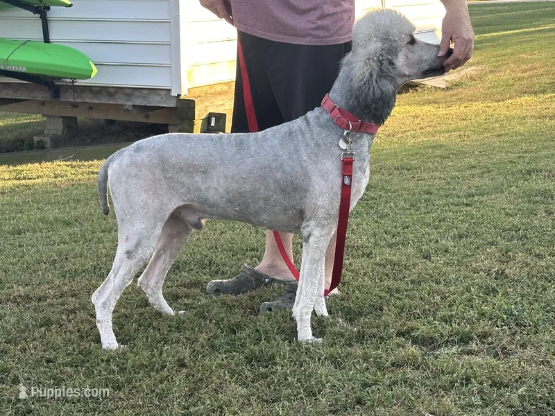 Whiskey – Poodle - Standard  puppy for sale in Hertford, NC