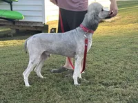 Whiskey, a male Poodle - Standard  for sale in Hertford, NC – 1 of 2