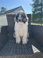 Son of Sully, a male Poodle - Multi-Colored Standard and Poodle - Standard  for sale in Hertford, NC – 2 of 4