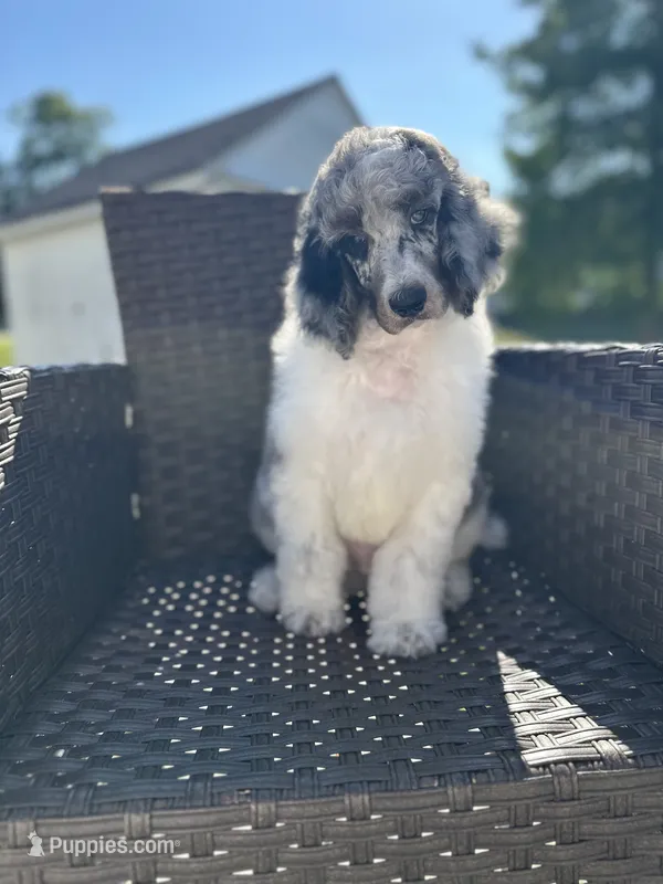 Son of Sully – Poodle - Multi-Colored Standard, Poodle - Standard  puppy for sale in Hertford, NC