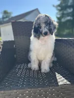 Son of Sully, a male Poodle - Multi-Colored Standard and Poodle - Standard  for sale in Hertford, NC – 1 of 4