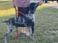 Sully, a male Poodle - Multi-Colored Standard and Poodle - Standard  for sale in Hertford, NC – 2 of 3