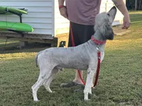 Whiskey, a male Poodle - Standard  for sale in Hertford, NC – 2 of 2