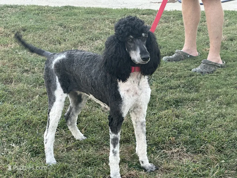 Opal – Poodle - Multi-Colored Standard, Poodle - Standard  puppy for sale in Hertford, NC