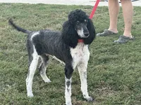 Opal, a female Poodle - Multi-Colored Standard and Poodle - Standard  for sale in Hertford, NC – 1 of 3