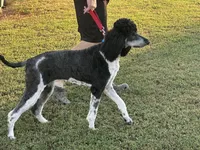 Opal, a female Poodle - Multi-Colored Standard and Poodle - Standard  for sale in Hertford, NC – 3 of 3