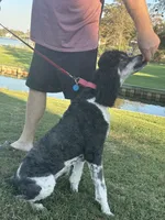 Opal, a female Poodle - Multi-Colored Standard and Poodle - Standard  for sale in Hertford, NC – 2 of 3