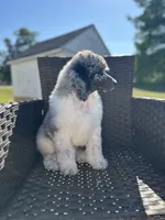 Son of Sully, a male Poodle - Multi-Colored Standard and Poodle - Standard  for sale in Hertford, NC – 3 of 4